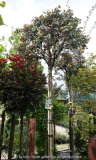 Crataegus laciniata.jpg