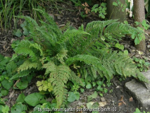 Polystichum bevis.JPG