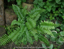 Polystichum acrostichoides.JPG
