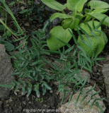 Pellaea Atropurpurea.JPG