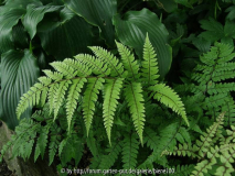 Athyrium otophorum okanum wedel.JPG