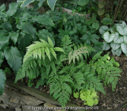 Athyrium otophorum okanum.JPG