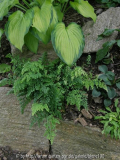 Adiantum venustum.JPG