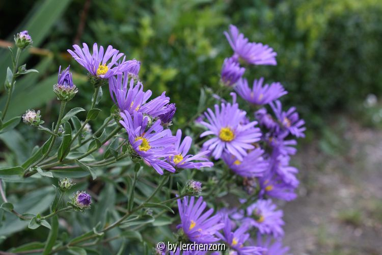 Aster amellus