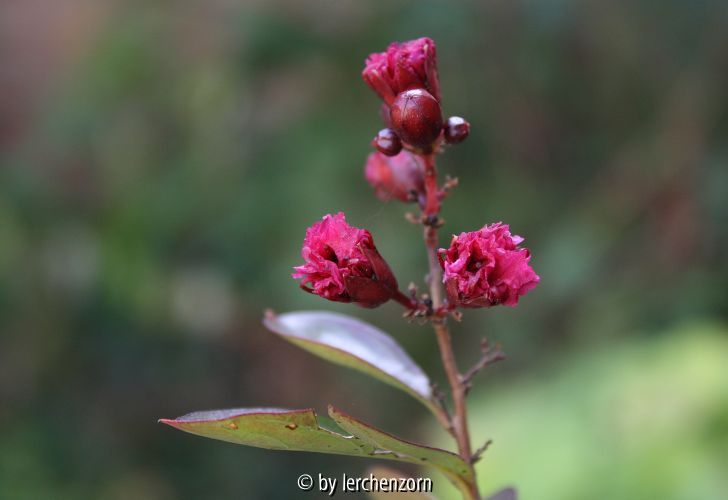 Lagerstroemia indica