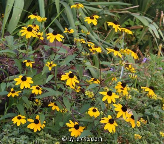 Rudbeckia triloba