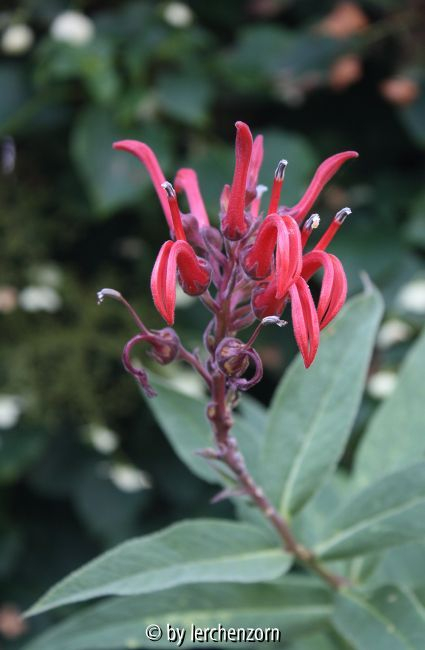 Lobelia tupa