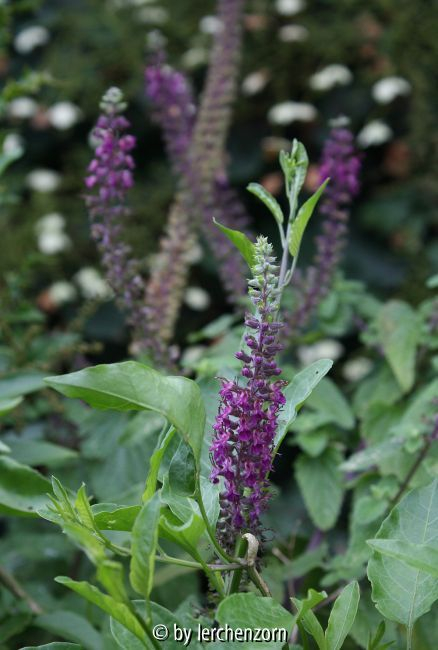 Teucrium hyrcanicum