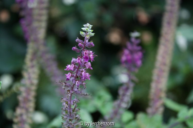 Teucrium hyrcanicum