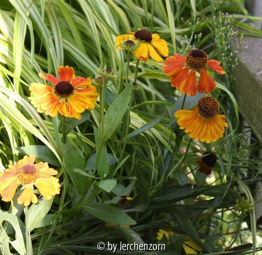 Helenium SAHINS EARLY FLOWERER