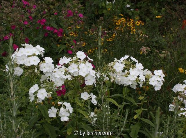 Phlox ?SCHNEEFERNER