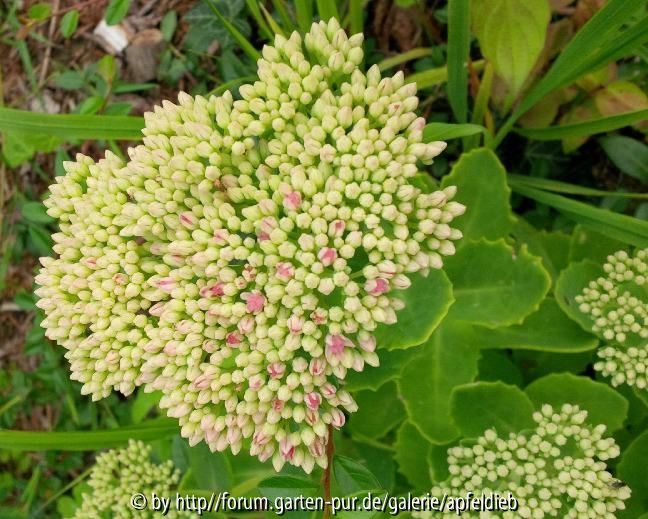 Sedum telephium