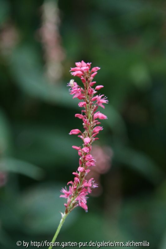 Persicaria Blüte