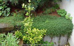 Paronychia_14-1.jpg