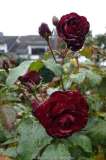 Rose-Lavaglut_14-3a.jpg