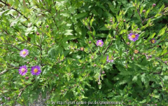 Aster_ageratoides_14-1.jpg