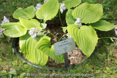 Hosta hypoleuca