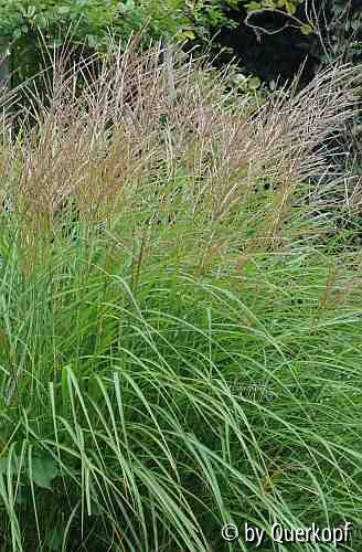 Miscanthus Adagio