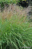 Miscanthus Adagio