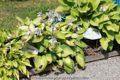 Hostas, Bot. Garten, Wien