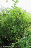 Gurilande