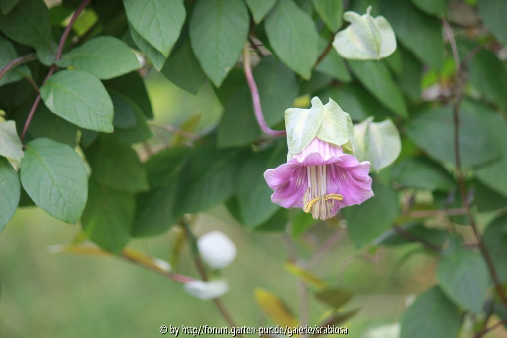 Glockenrebe (cobaea scandens?