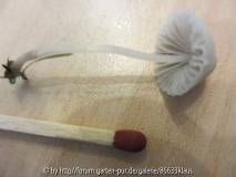 Pilze im Rasen
