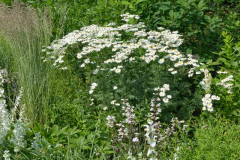 Tanacetum corymbosum ´Festtafel´