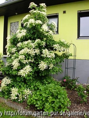 Kletterhortensie