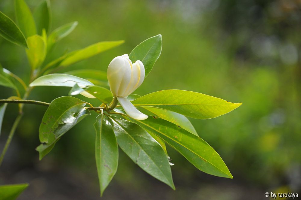 M. virginiana australis sep14