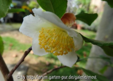 Sinensis 5sept14.jpg