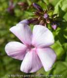Phlox Sweet Summer Ocean?