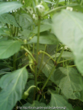 paprika_600x800.JPG