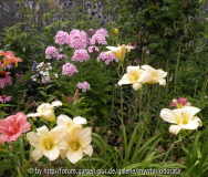 Hemerocallis Snowy Apparition