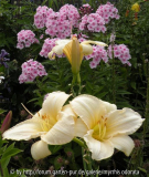 Hemerocallis Snowy Apparition