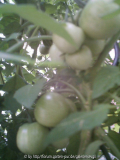 tomate_600x800.JPG