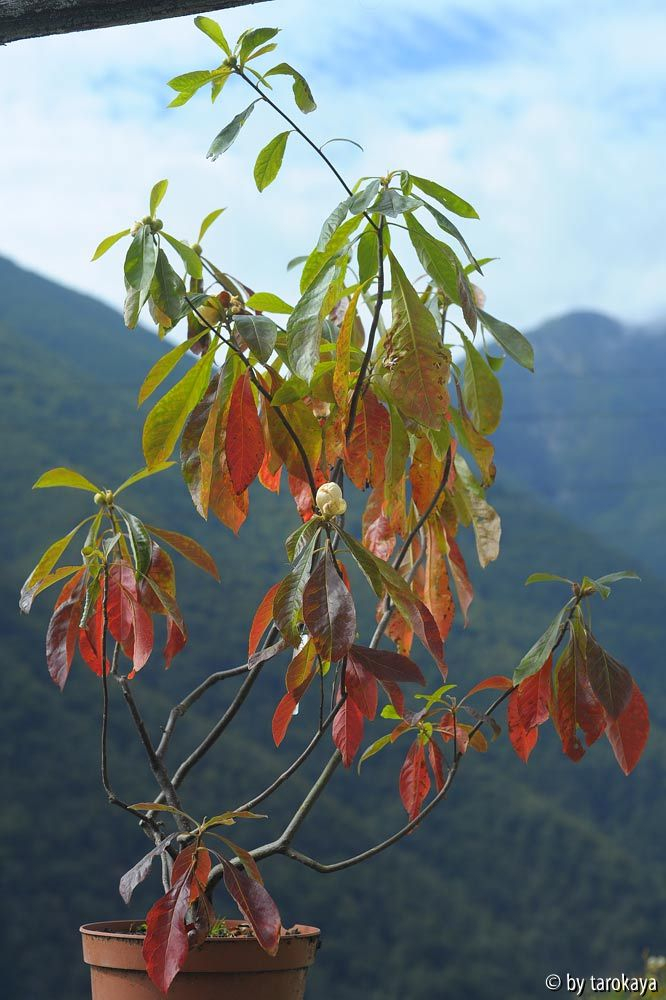 franklinia alatamaha14