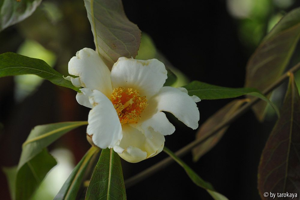 franklinia blüte14