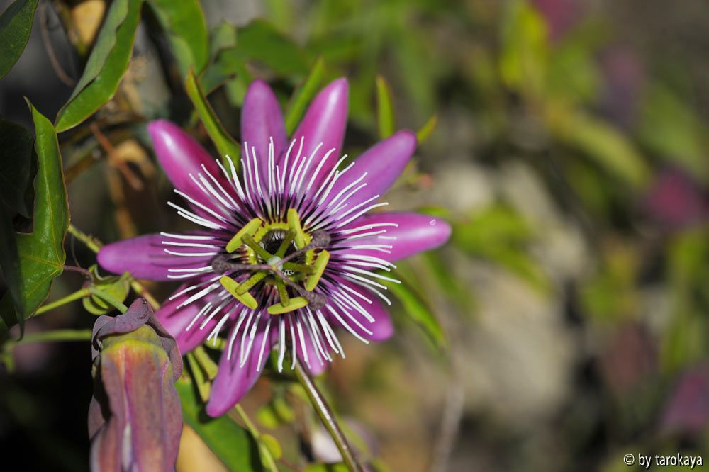 passiflora blüte