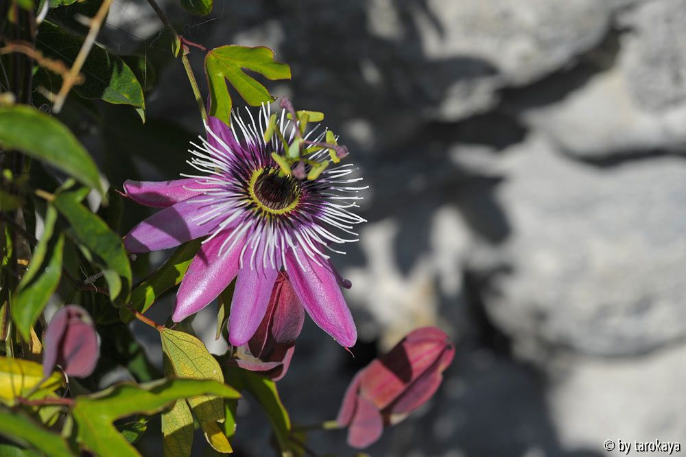 passiflora rosso
