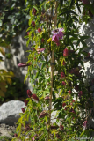 passiflora caeruela rosso