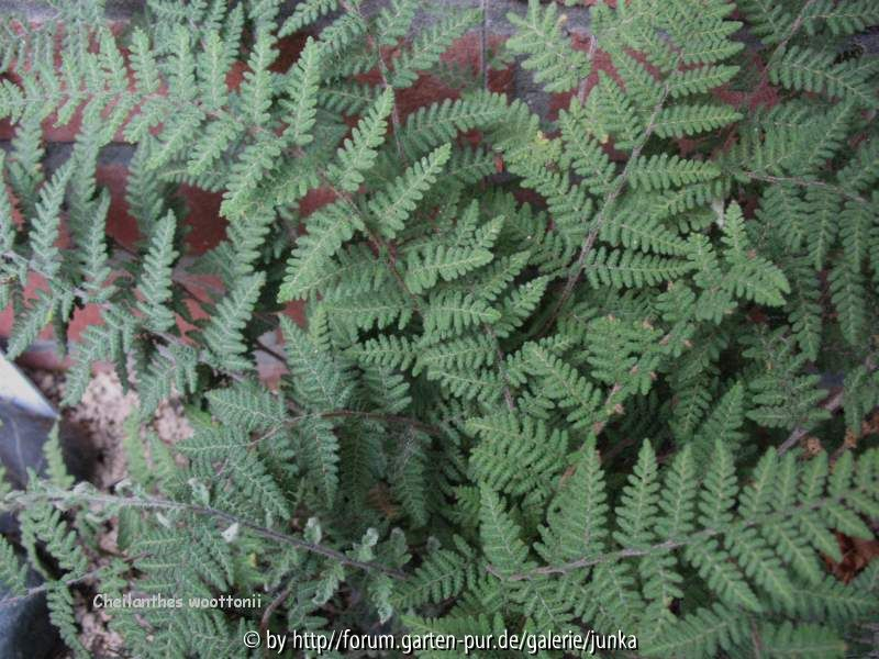  Cheilanthes woottonii
