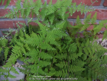 Cheilanthes villosa