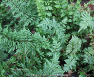 Cheilanthes sieberi