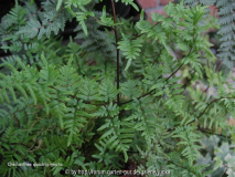 Cheilanthes quadripinnara