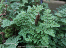  Cheilanthes fendleri