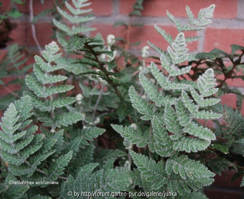  Cheilanthes eckloniana