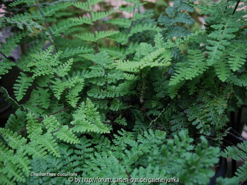 Cheilanthes cucullans