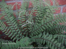 Cheilanthes bonariensis