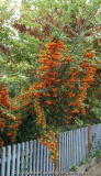 Pyracantha-OrangeCharmer_14-1.jpg